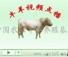 国产牛牛在线,创新游戏体验，引领休闲娱乐新潮流